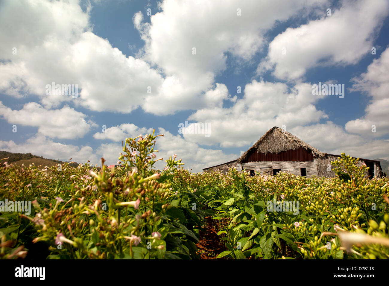 flowering tobacco fields in the Vinales Valley, Vinales, Pinar del Rio, Cuba, Caribbean Stock Photo