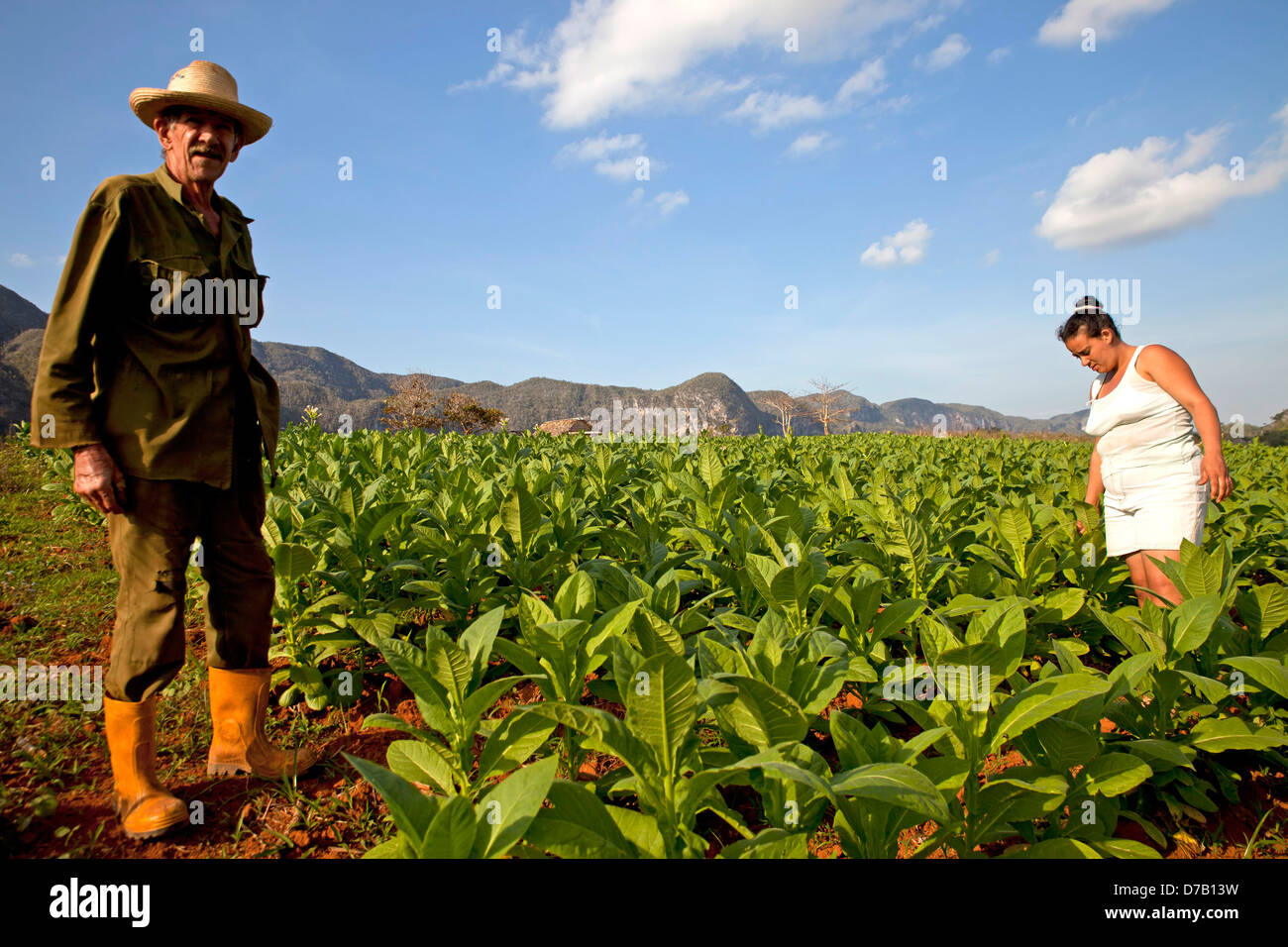 tobacco farmer and their field in the Vinales Valley, Vinales, Pinar del Rio, Cuba, Caribbean Stock Photo