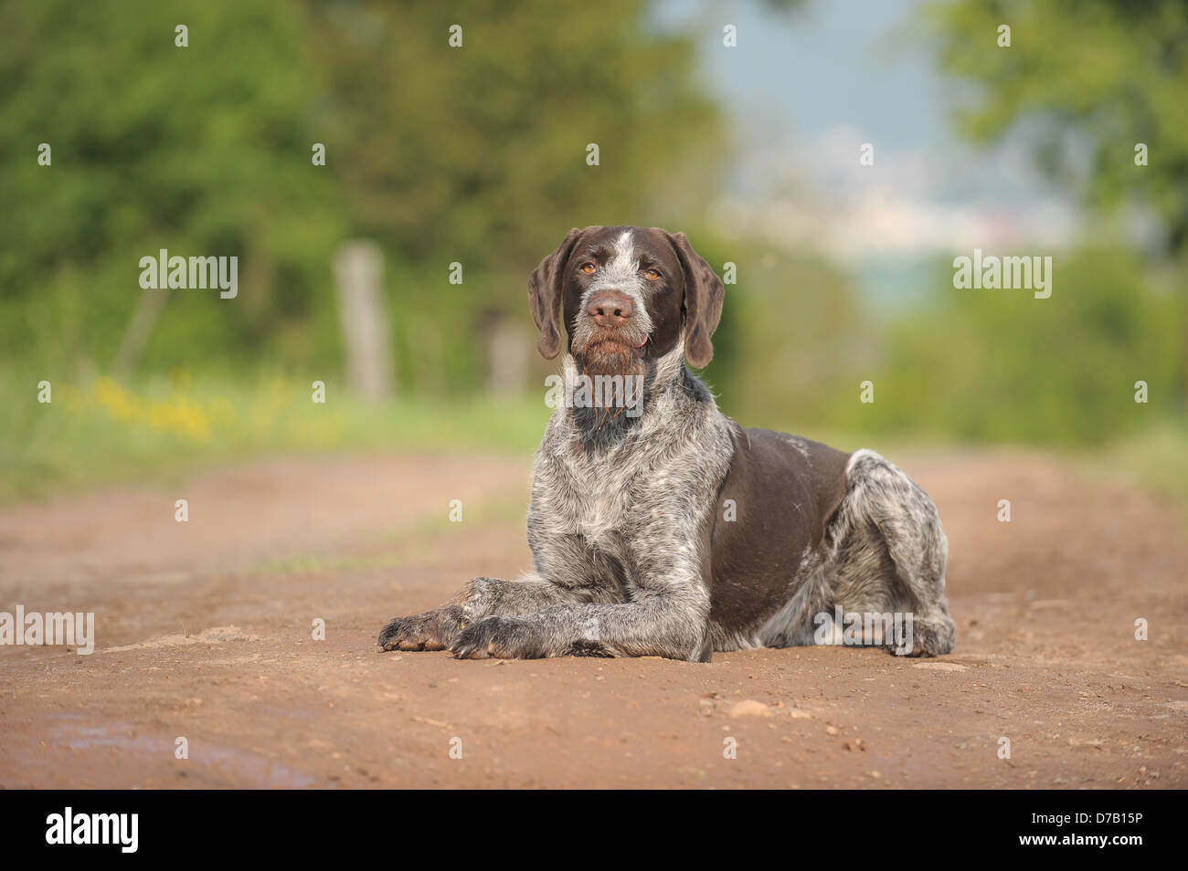 German wirehaired Pointer Stock Photo
