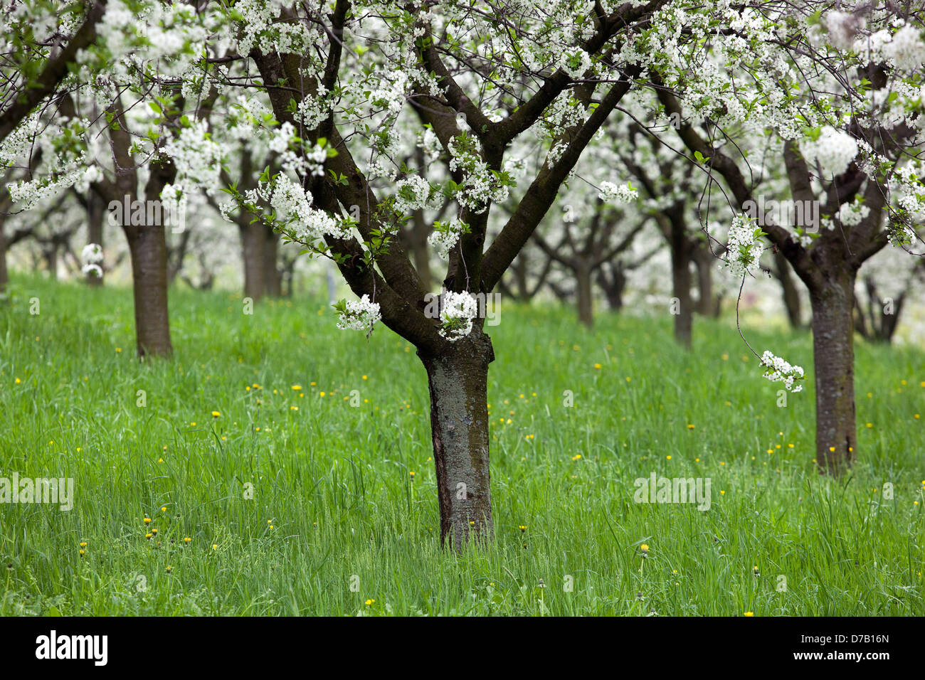 Cherry trees orchard blooming, lawn Stock Photo