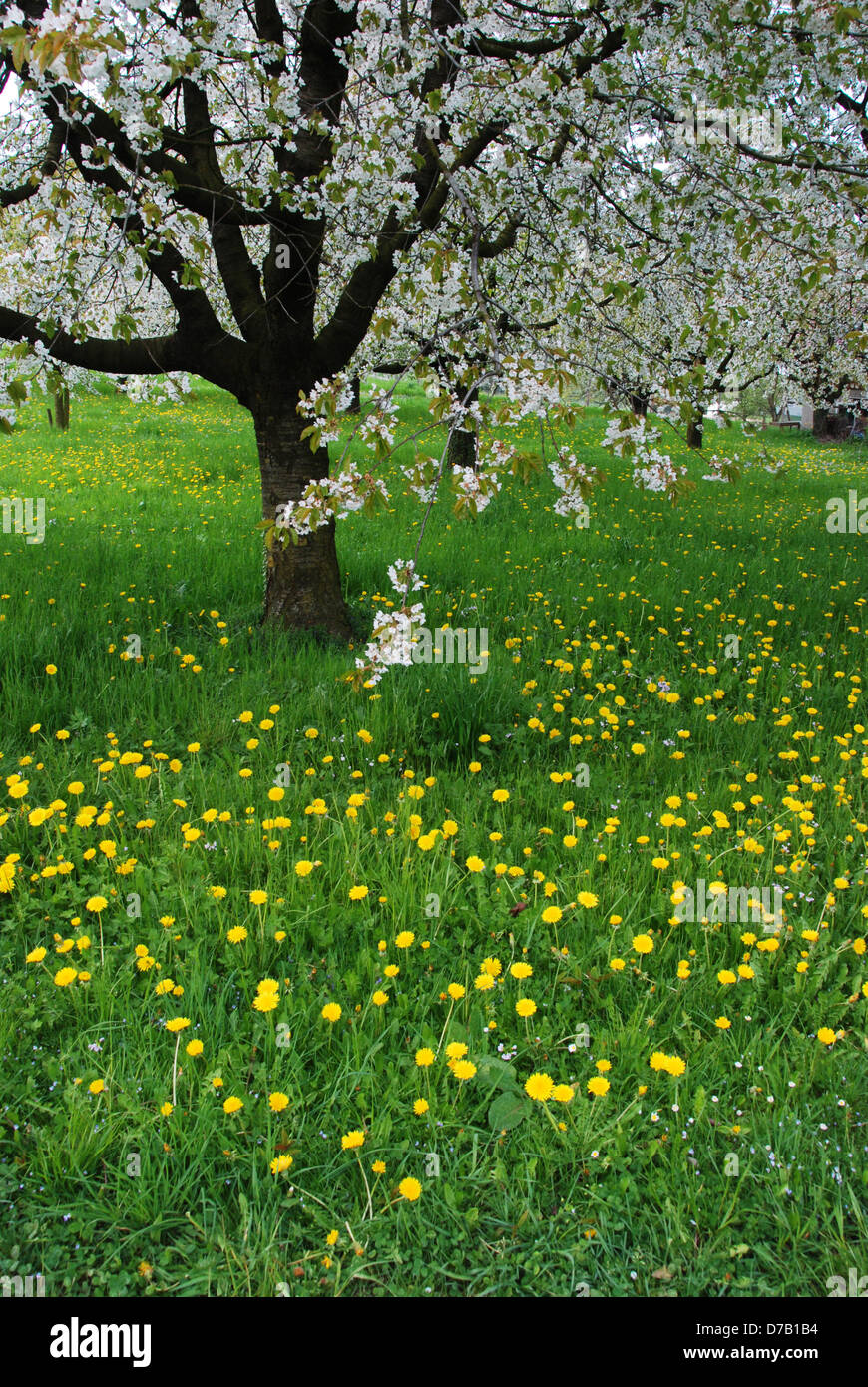 Spring flowers beneath a blossom tree Stock Photo