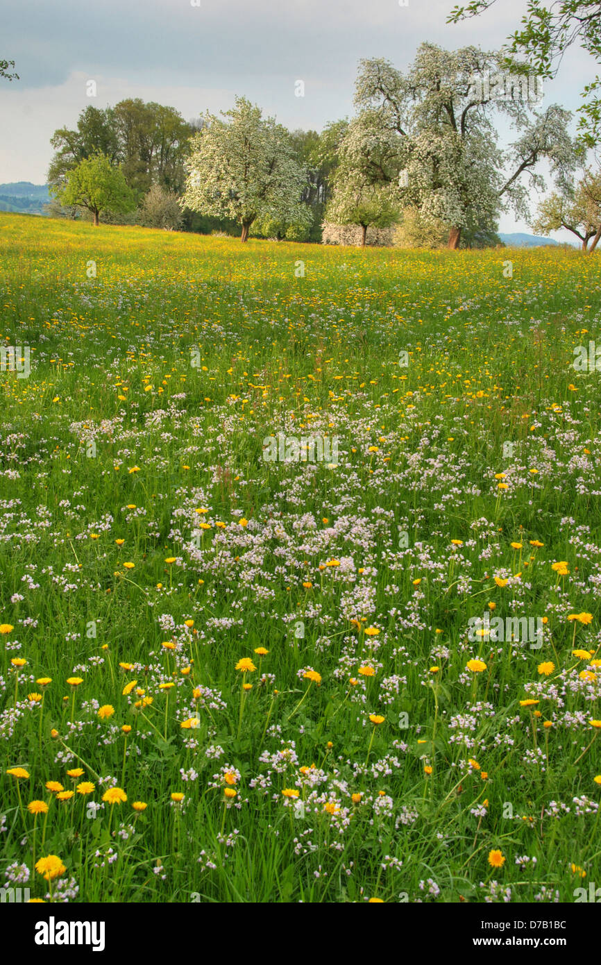 Switzerland nature flowers hires stock photography and images Alamy