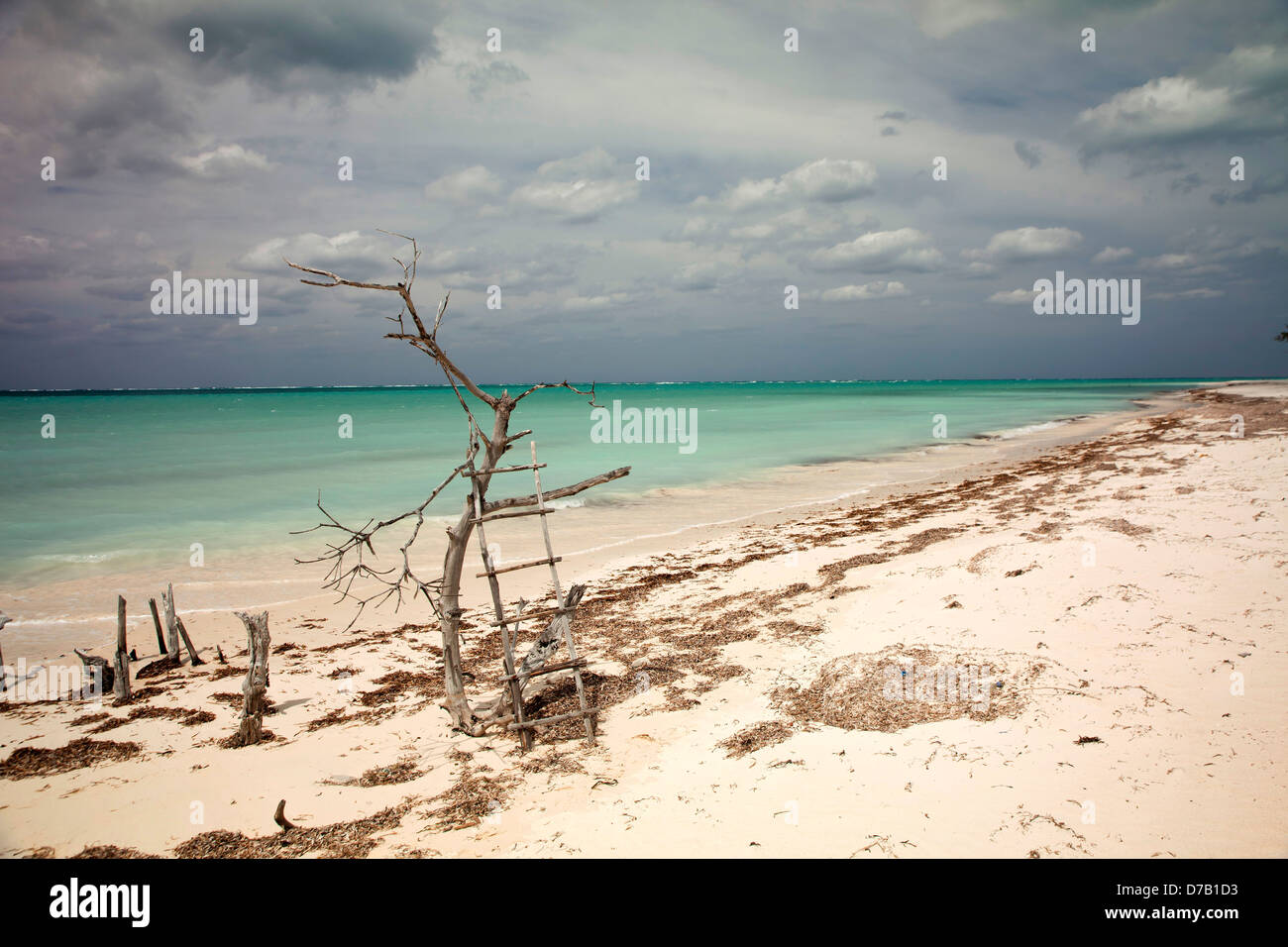 dead trees at the beach of the island Cayo Levisa, Pinar del Rio, Cuba, Caribbean  Stock Photo