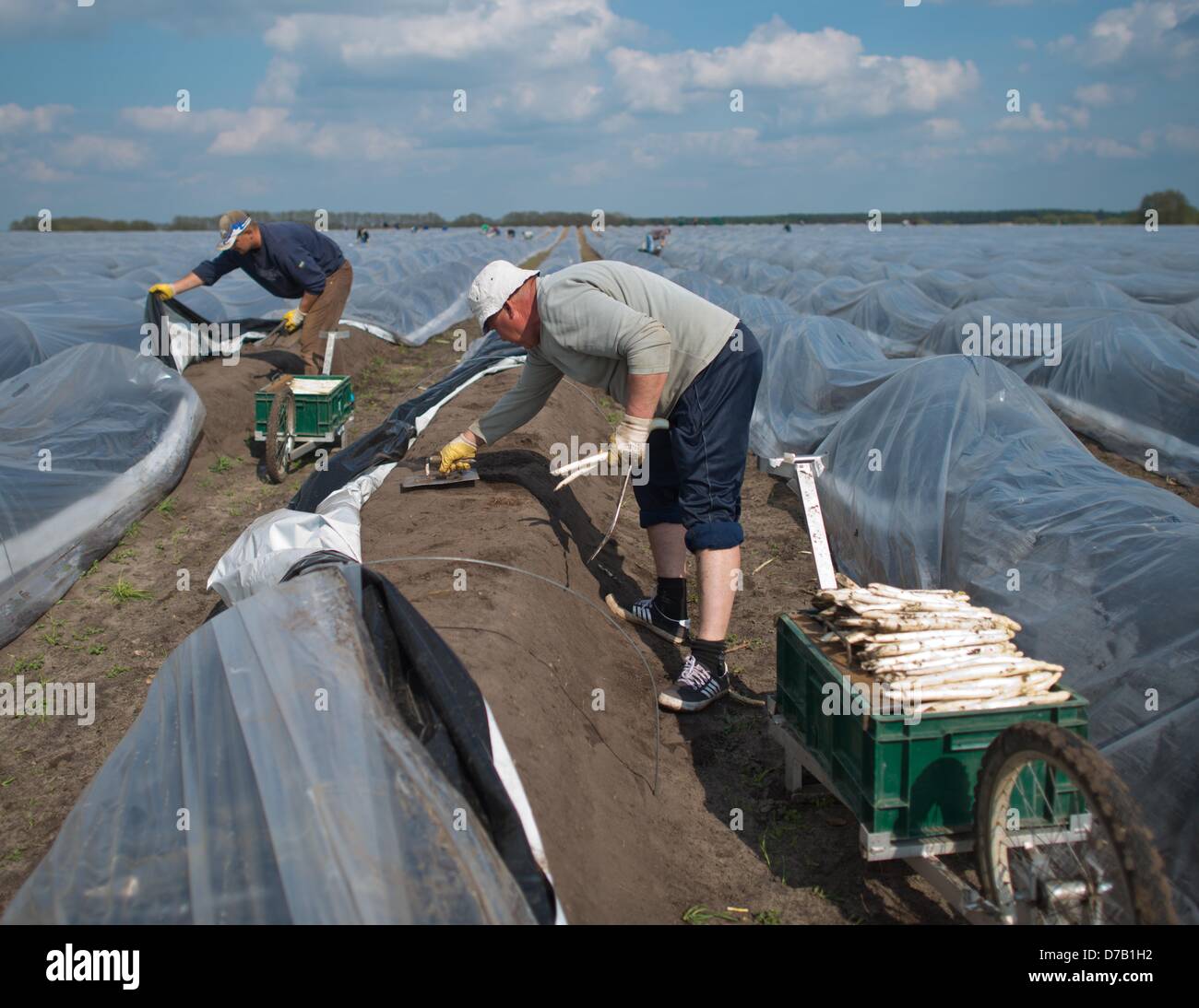 Polish seasonal workers of the agricultural enterprise Buschmann and Winkelmann harvest