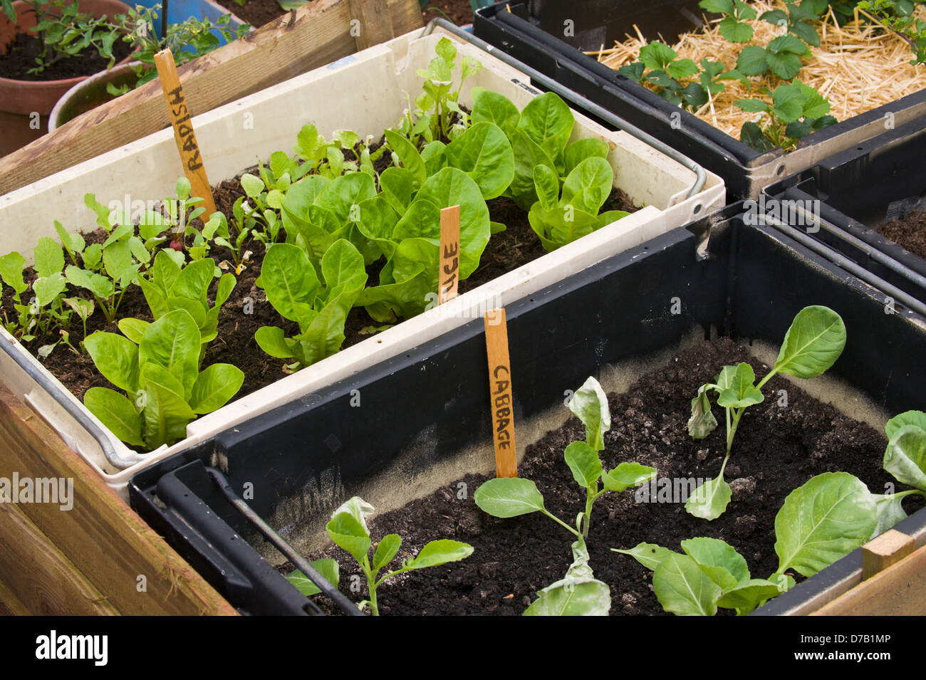 Salad crops growing in containers on allotment display at Exeter Festival of South West Food & Drink Stock Photo