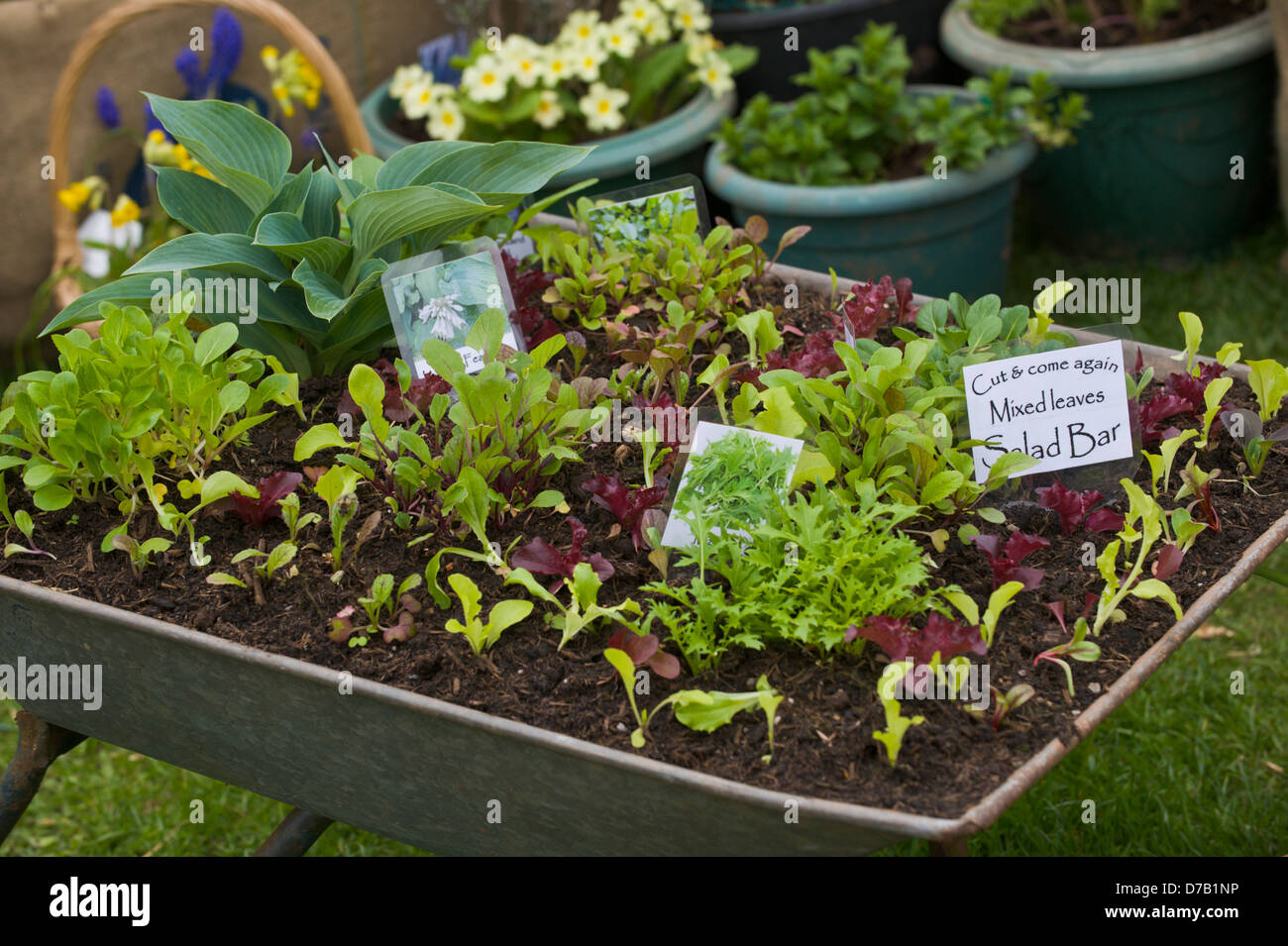 Salad crops growing in containers on allotment display at Exeter Festival of South West Food & Drink Stock Photo