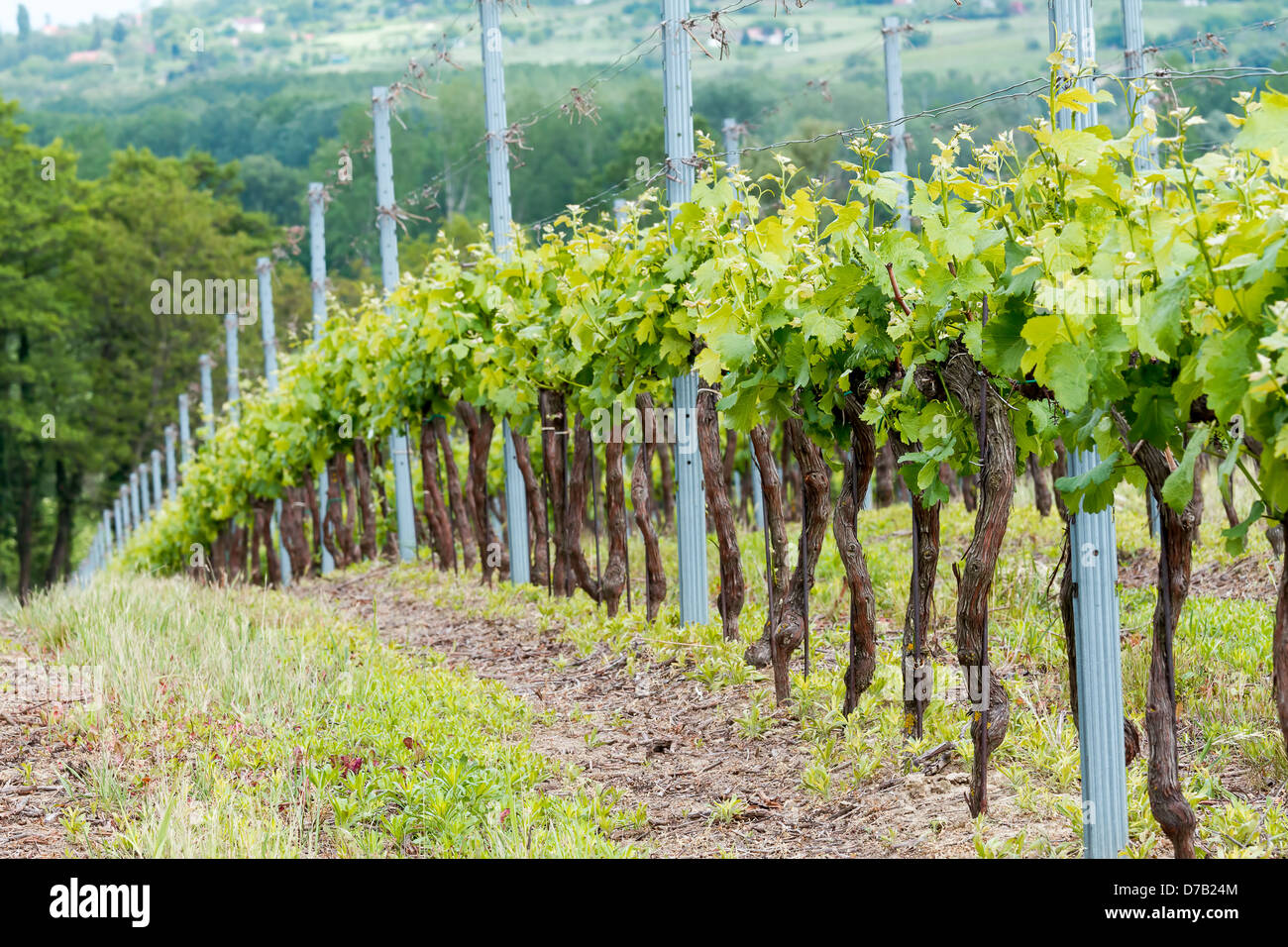 Beautiful rows of grapes before harvesting Stock Photo Alamy