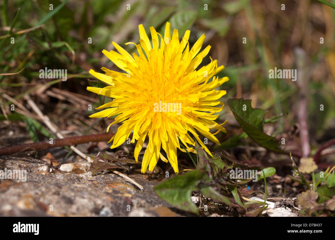 Taraxacum (Dandelion) flower Stock Photo