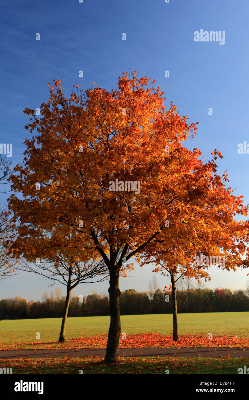 Maple tree leaves in autumn colours, (Acer platanoides Stock Photo - Alamy