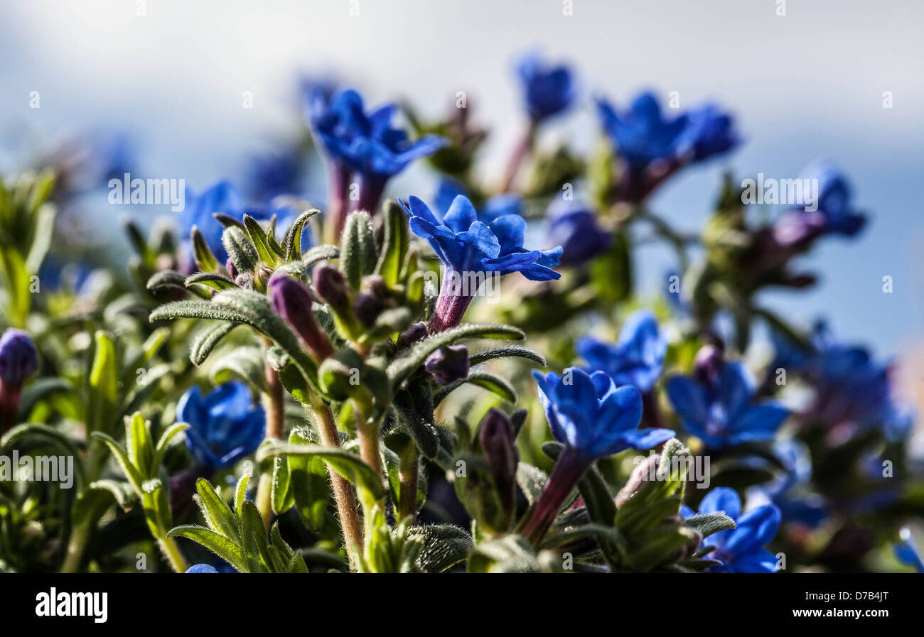 Lithodora Diffusa 'heavenly blue' flowers UK Stock Photo