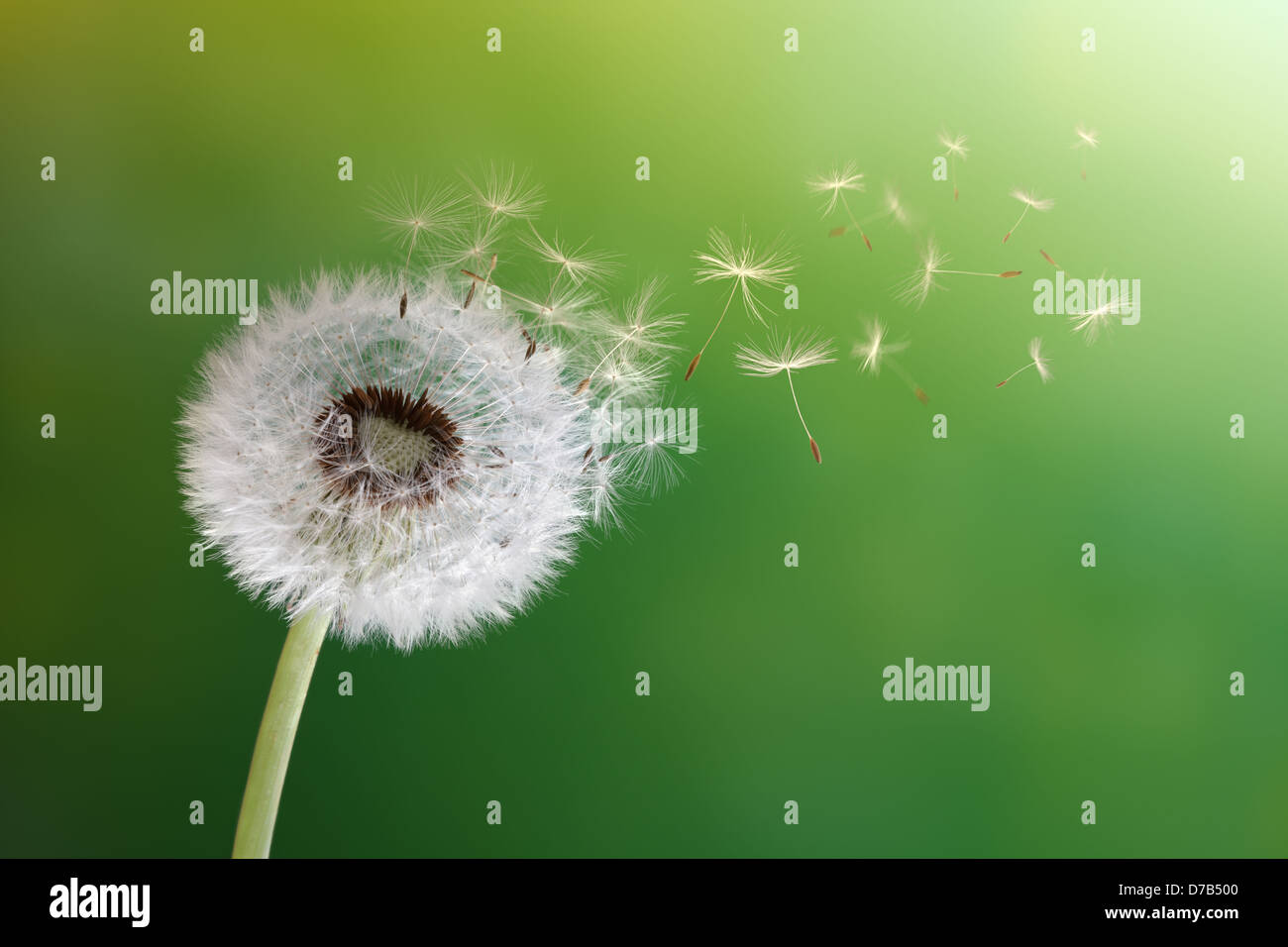 Dandelion clock in morning sun Stock Photo