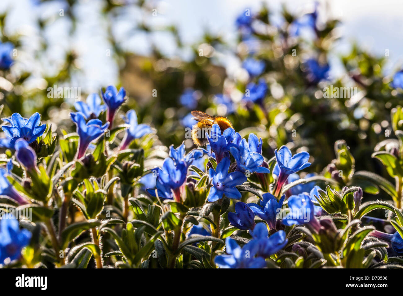 Lithodora Diffusa 'heavenly blue' flowers UK Stock Photo