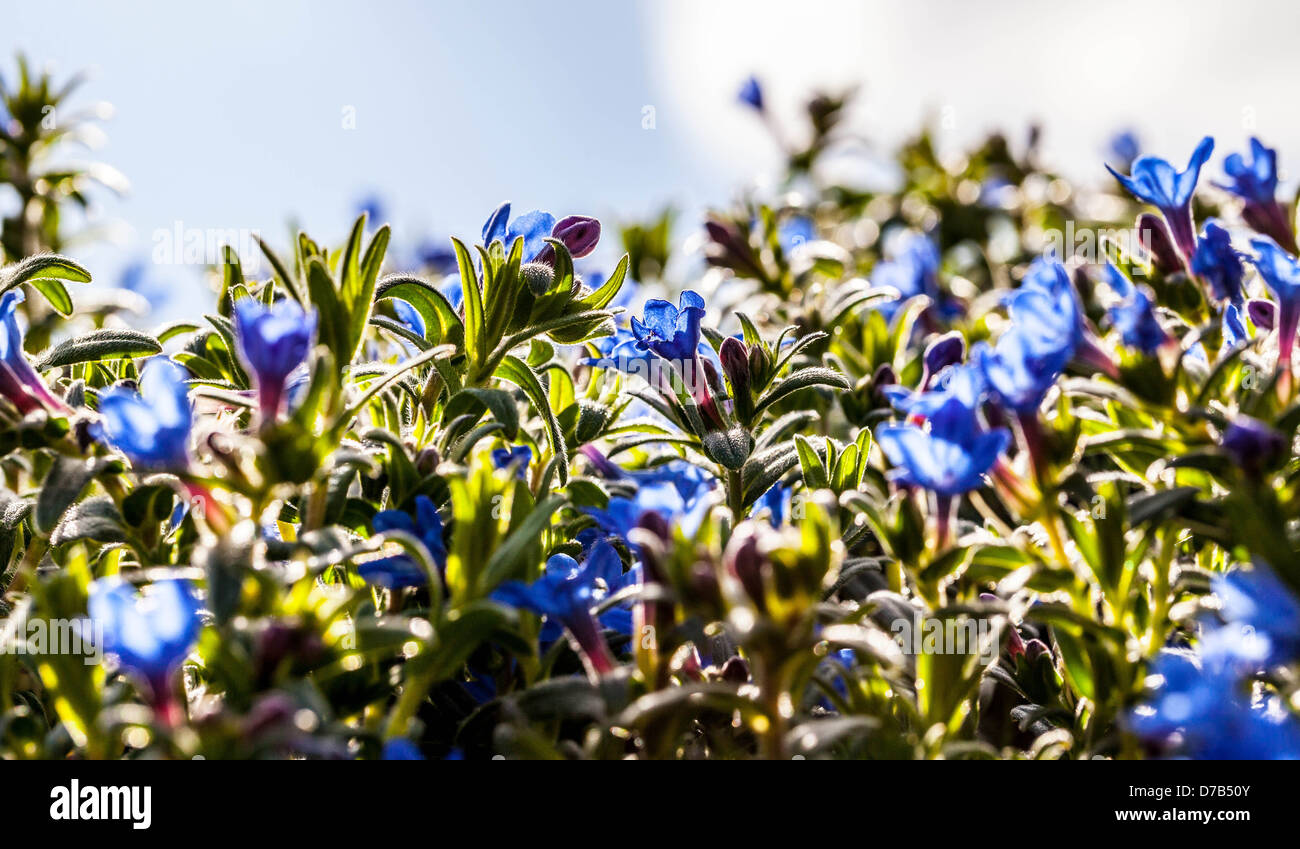 Lithodora Diffusa 'heavenly blue' flowers Stock Photo
