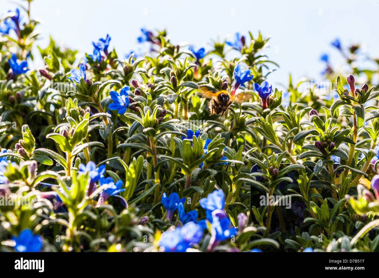 Bee flying among Lithodora Diffusa 'heavenly blue' flowers Stock Photo