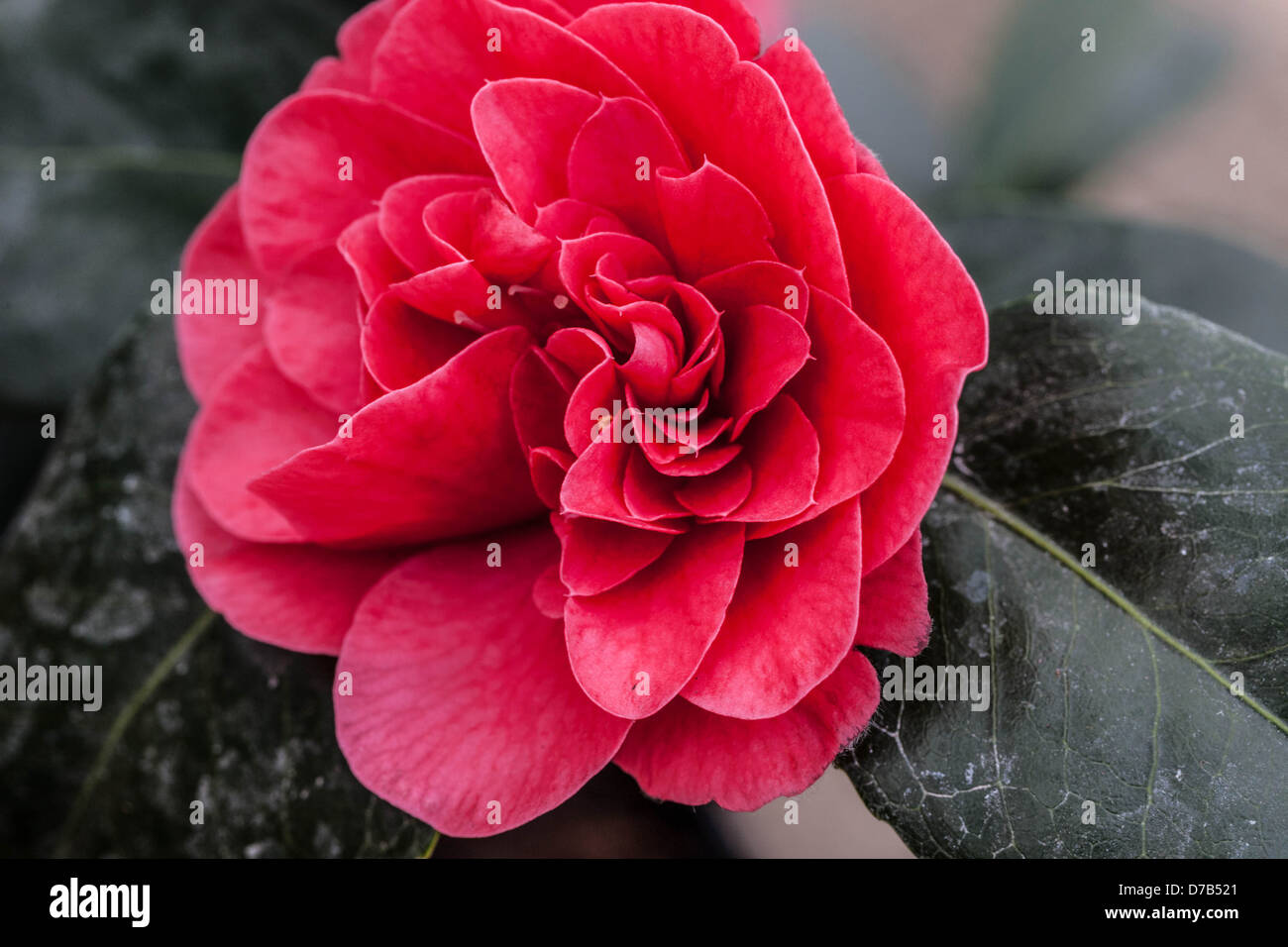 Red rose, UK Stock Photo Alamy
