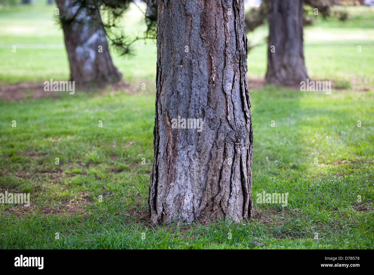 Tree trunk of pine trees growing in Letna Park Czech Republic Stock Photo