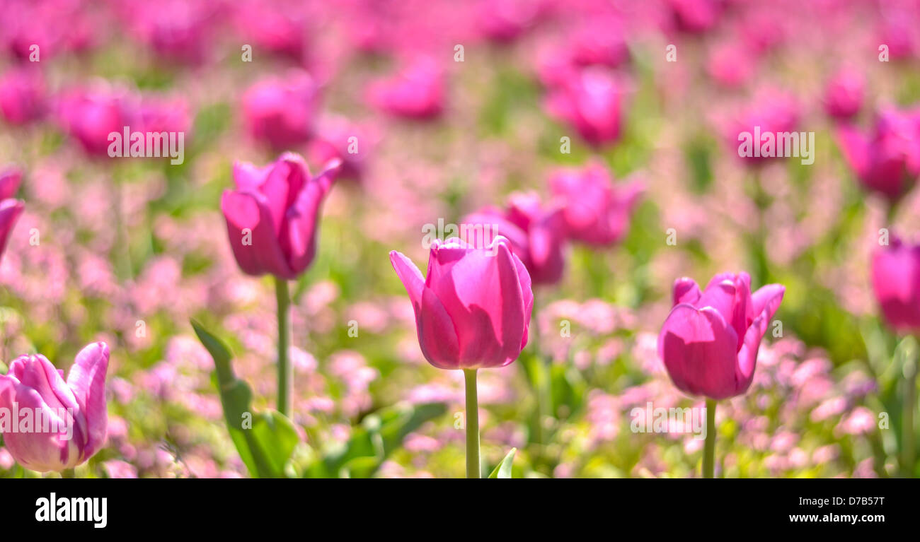 Field of pink tulips Stock Photo - Alamy
