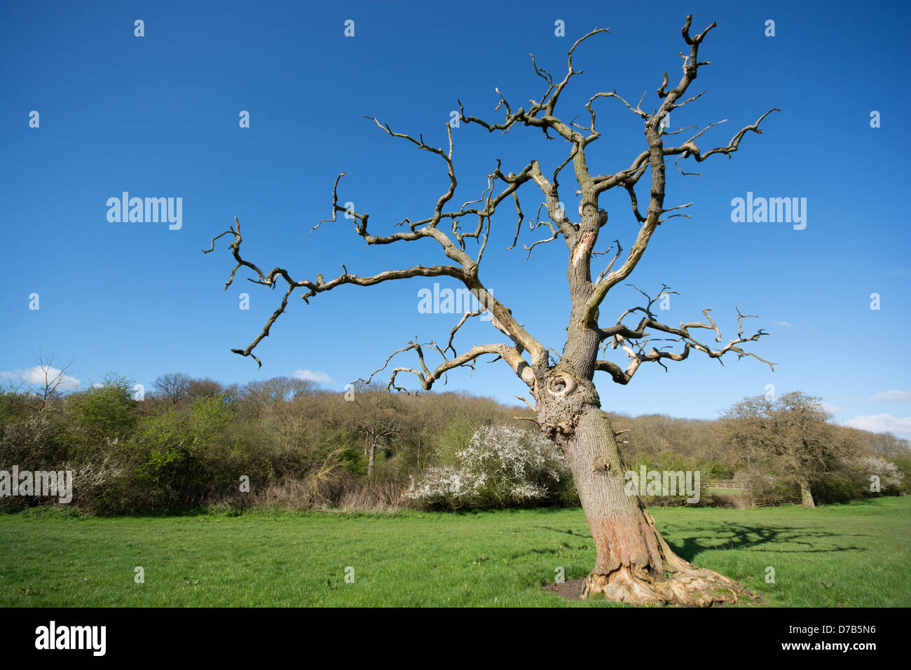 OXFORDSHIRE, UK. A dead Elm tree Stock Photo Alamy