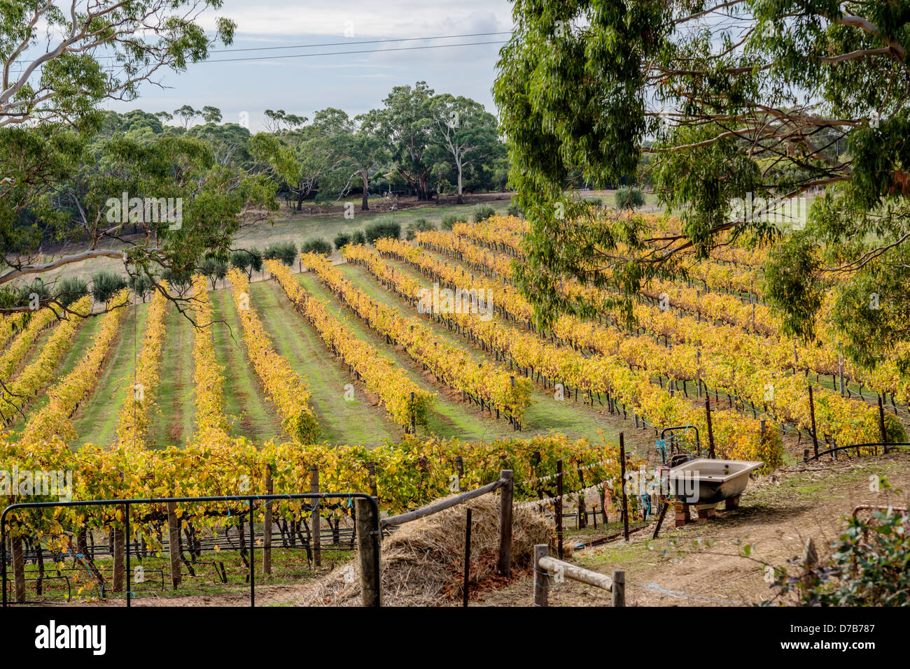 A vineyard under brilliant blue skies bathed in sunlight. The rows of vines converge in the distance. Stock Photo