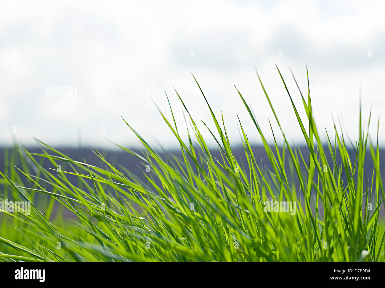 Grass fiel plant nature hi-res stock photography and images - Alamy