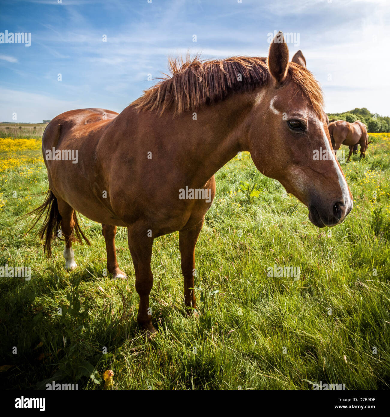 Brown Horse standing on green grass Stock Photo