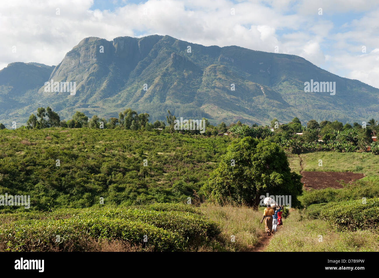 People crossing the tea plantations at Gurue, Mozambique Stock Photo