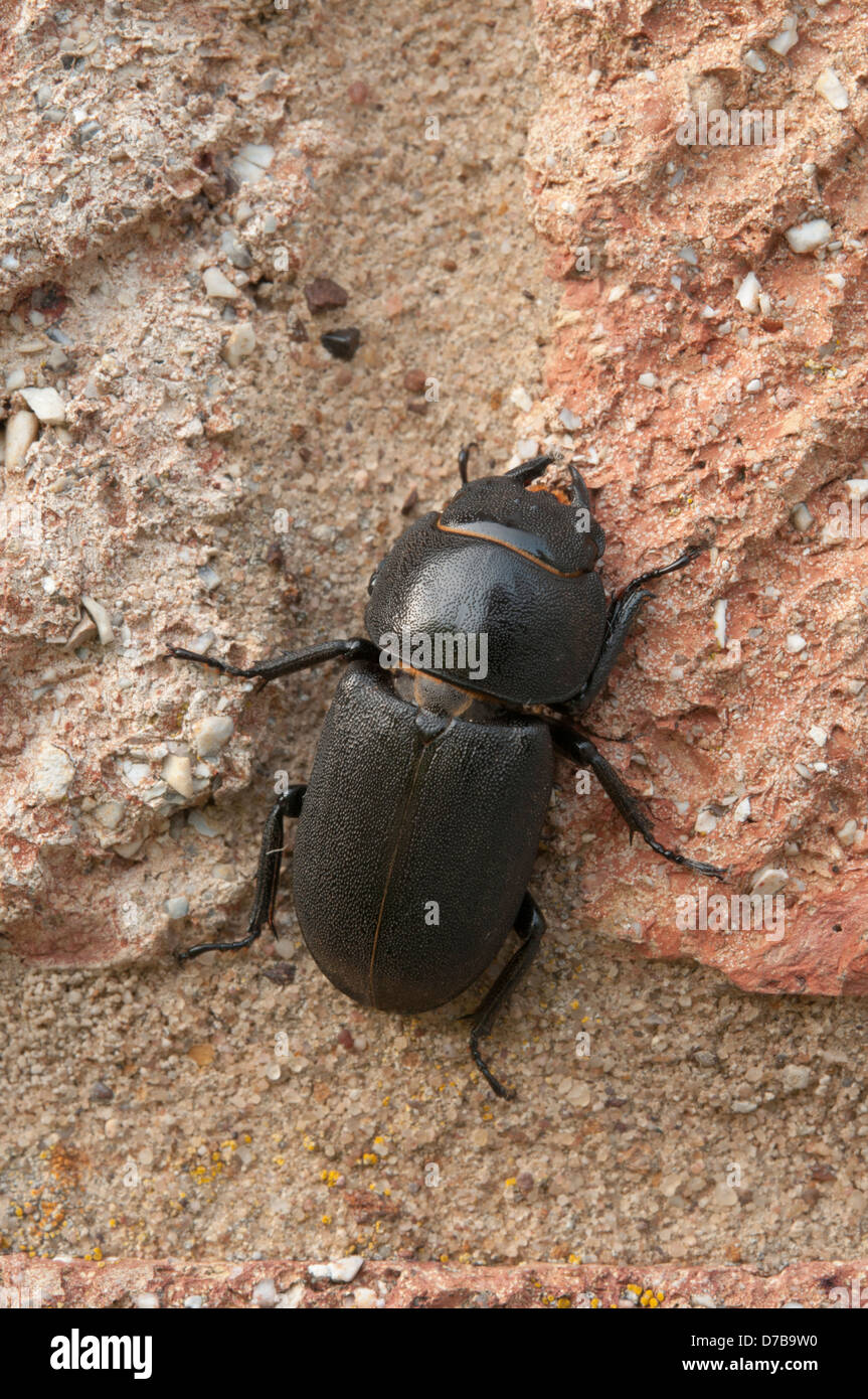Female Lesser Stag Beetle Dorcus parallelipipedus on brick wall Stock Photo