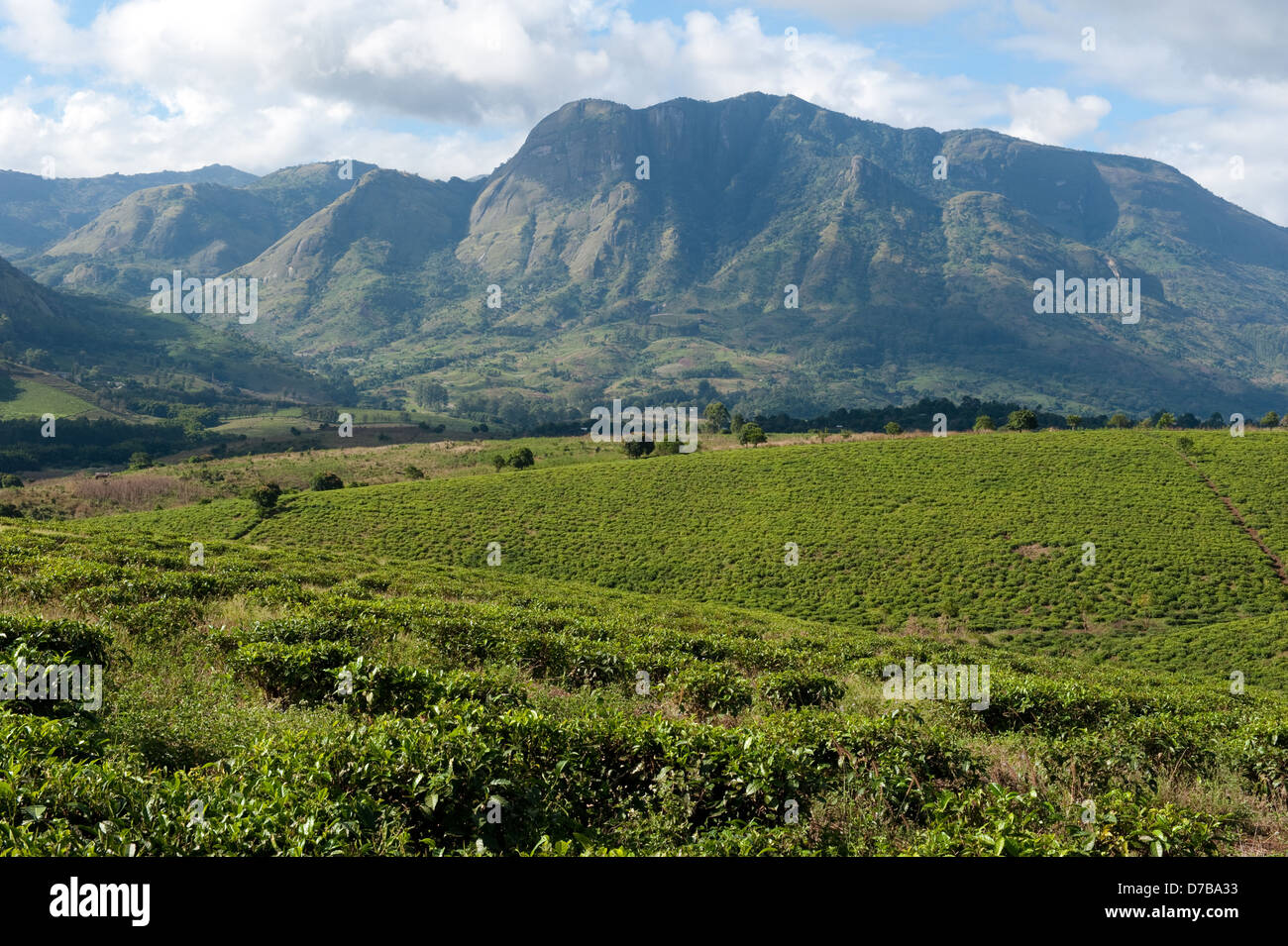 African Tea Plantations Stock Photos & African Tea Plantations Stock ...