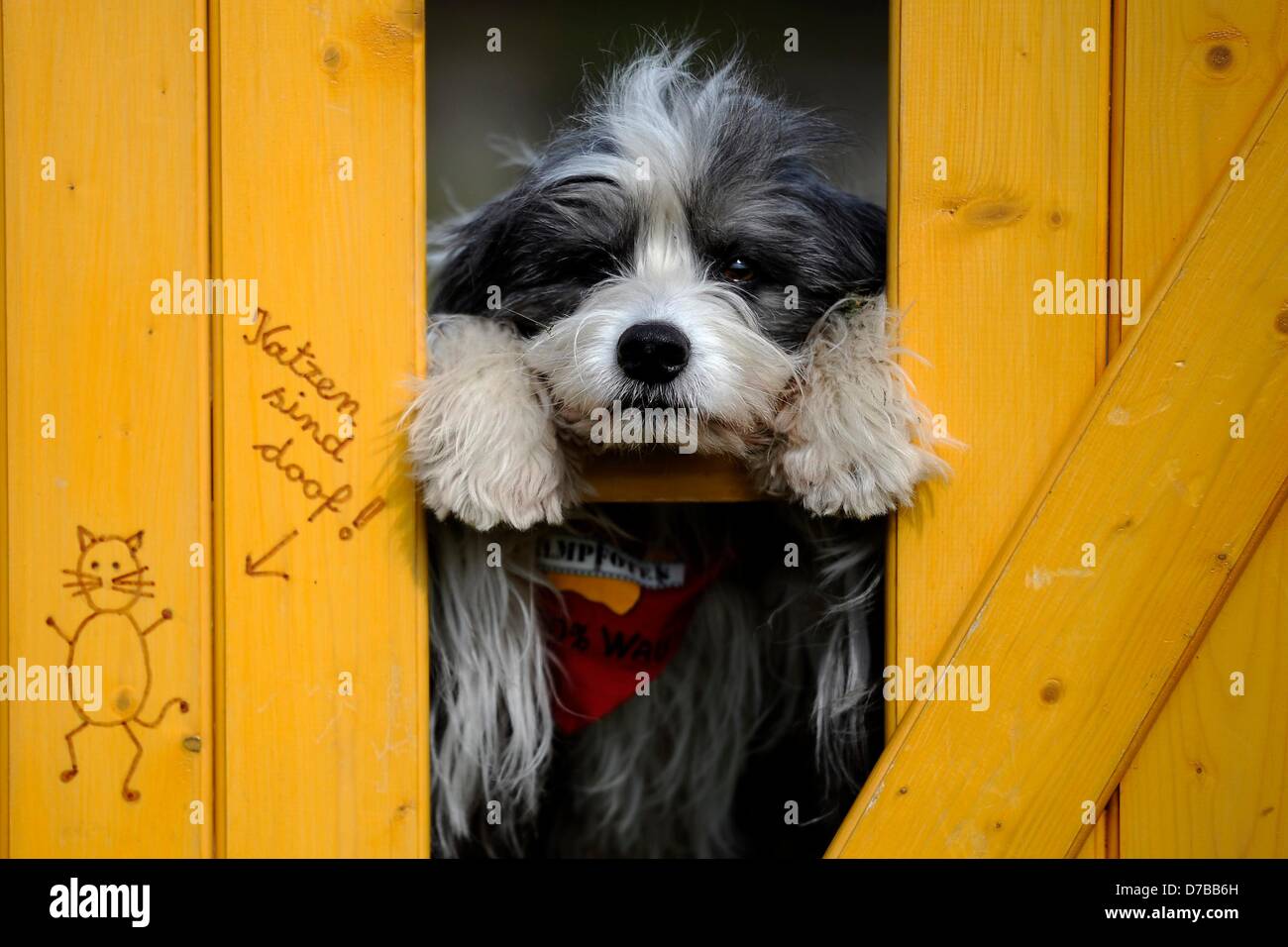 Dog Tom Tom, a Tibetan terrier mix, looks through a fence during a photo  call of the frair Hund & Heimtier (Dog & Pet) in Dortmund, 03 May 2013. The  fair takes