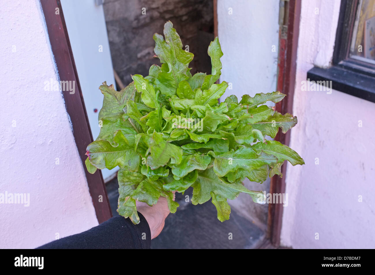 Holding a freshly picked lettuce by the back door Stock Photo
