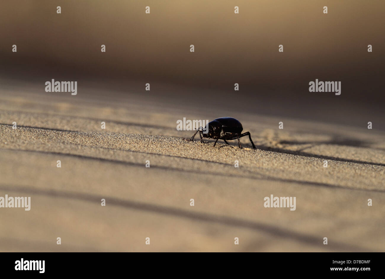 A beetle in sand dune Stock Photo