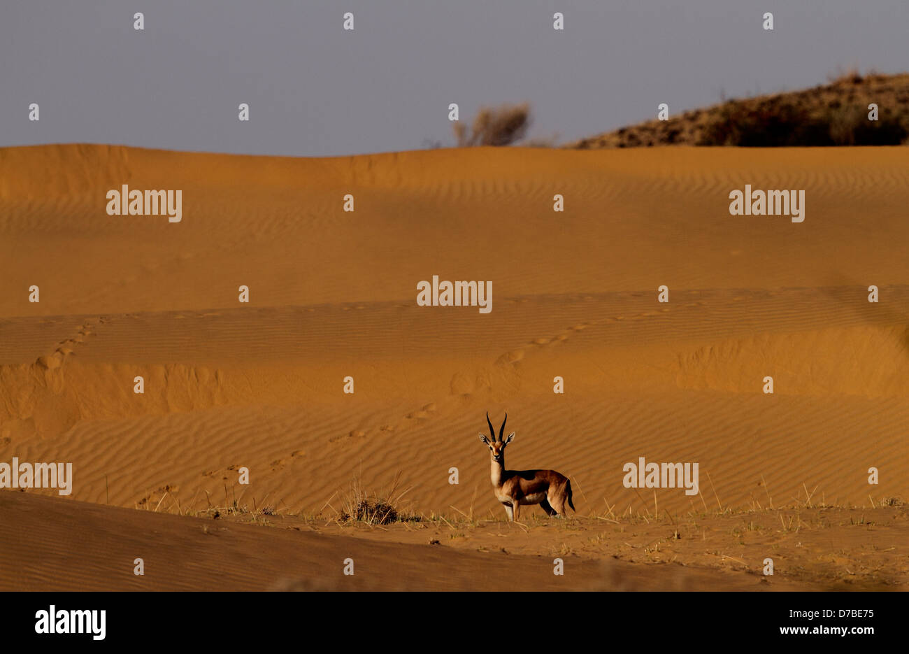 Gazelle in sand dune Stock Photo - Alamy