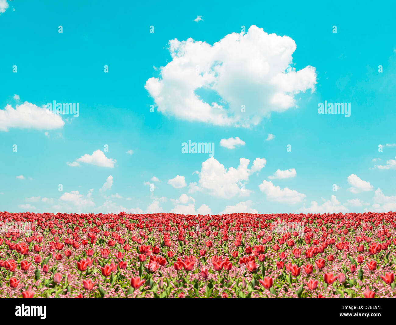 Red tulip field and blue sky landscape Stock Photo - Alamy