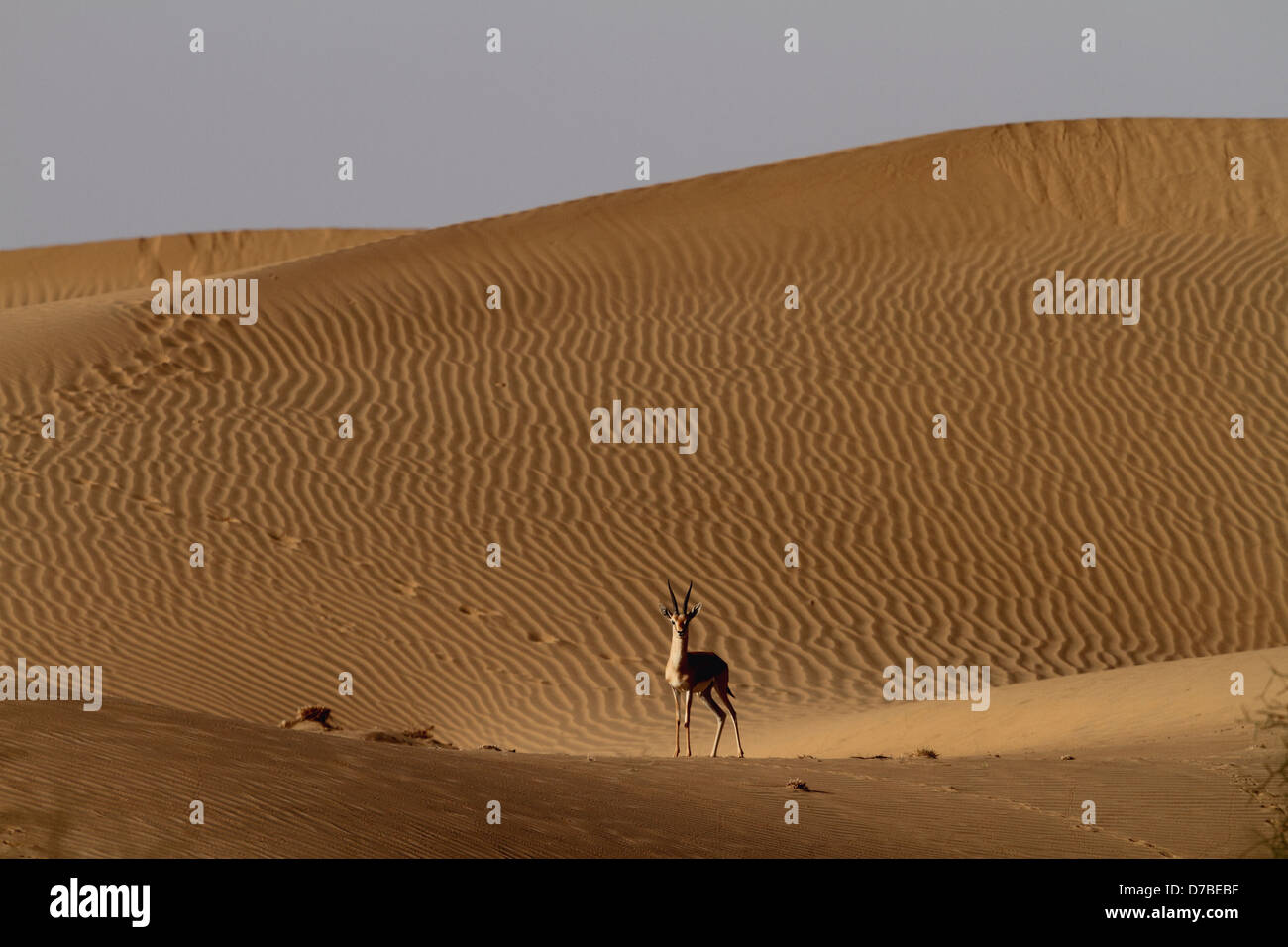Gazelle in sand dune Stock Photo