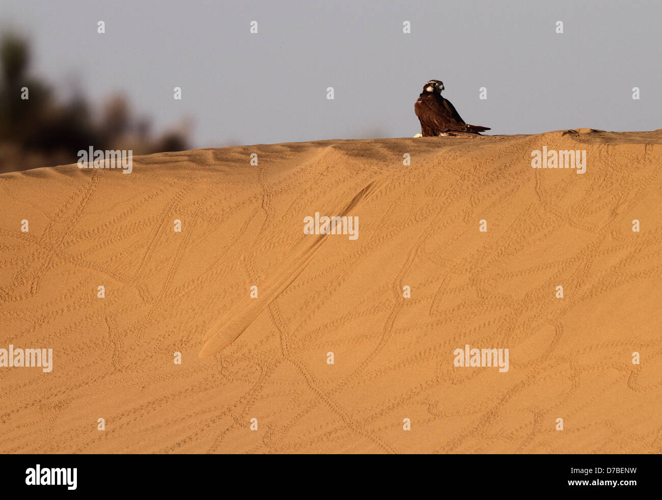 A falcon on a nature's canvas Stock Photo