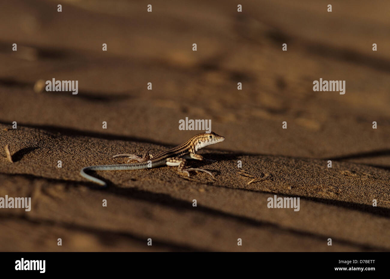 Lizard on San dune Stock Photo