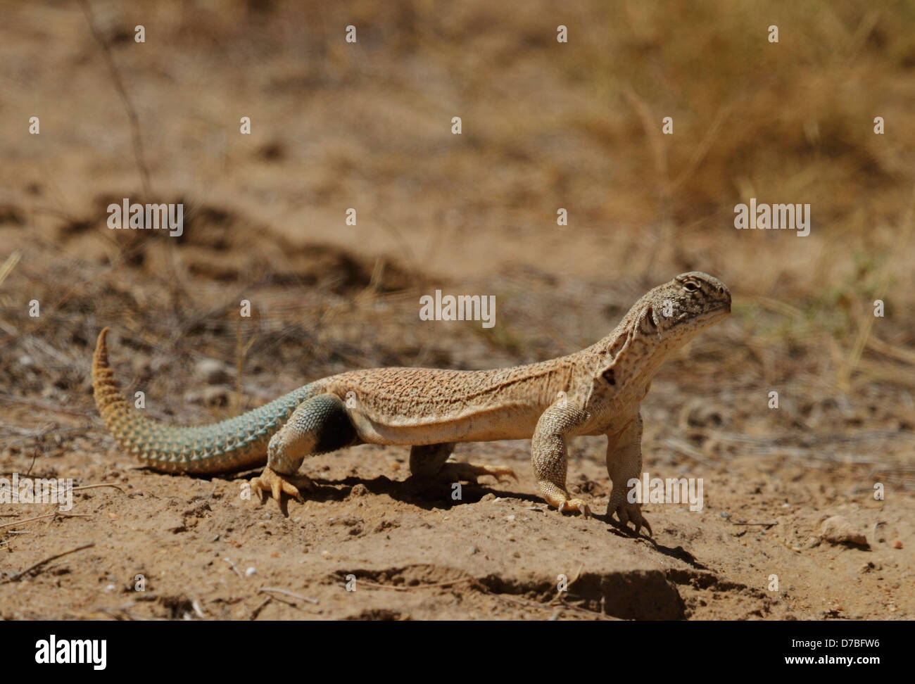 Spiny-tailed Lizard in Desert National Park Stock Photo - Alamy Spiny-tailed Lizard in Desert National Park Stock Photo - Alamy