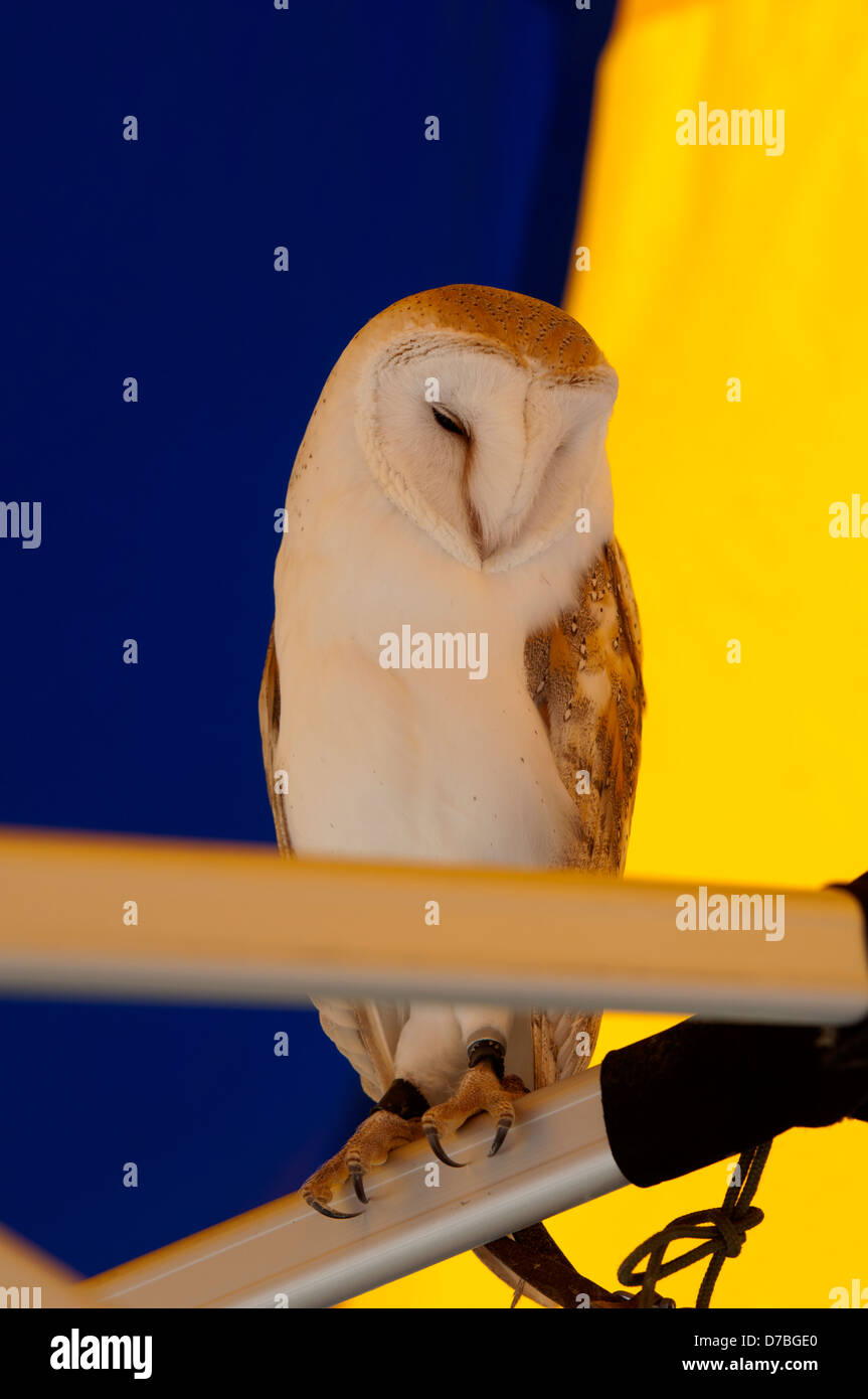 Barn Owl (Tyto alba)  captive. Stock Photo