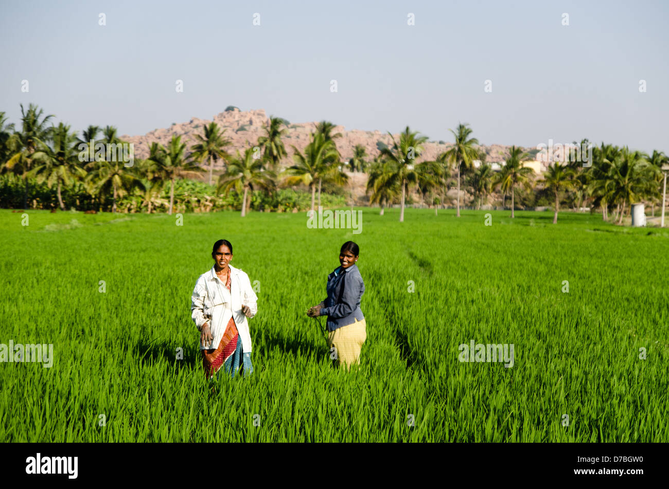KARNATAKA, INDIA - 3 MARCH: Women work in rice paddy on 3 March 2013 in Karnataka. India produces 20% of the worlds rice. Stock Photo