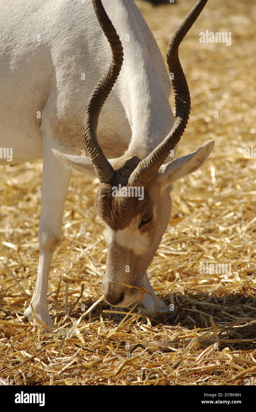 Addax, white antelope, screwhorn antelope Stock Photo - Alamy