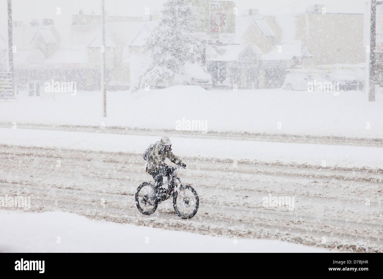 Cyclist riding in the snow during a spring snow storm;Edmonton alberta canada Stock Photo
