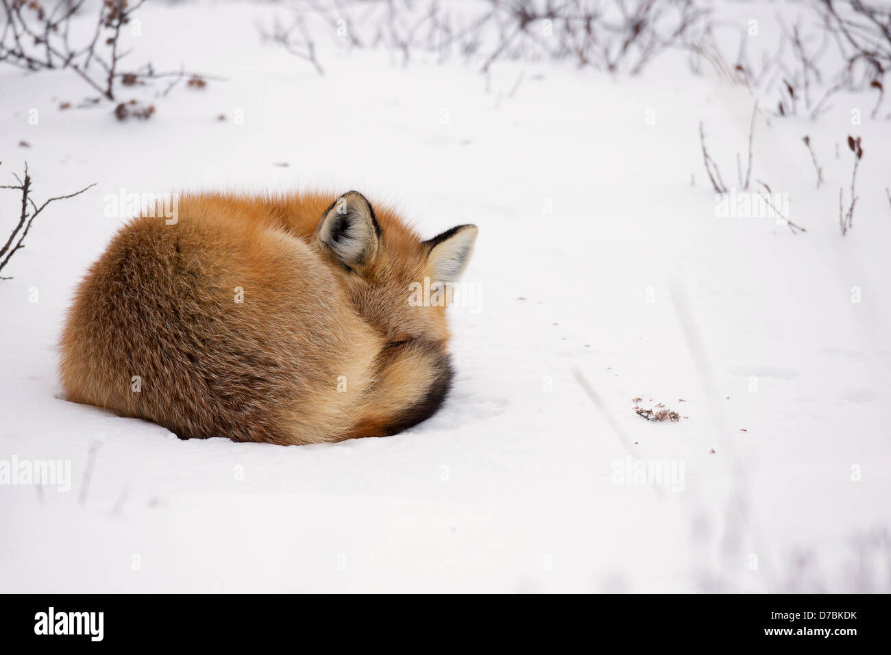 Fox Sleeping Snow High Resolution Stock Photography and Images - Alamy