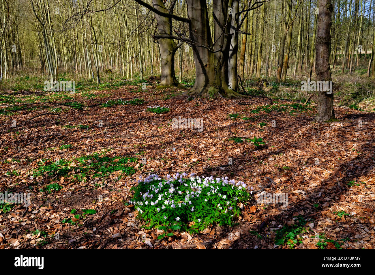Woodland leaves hi-res stock photography and images - Alamy