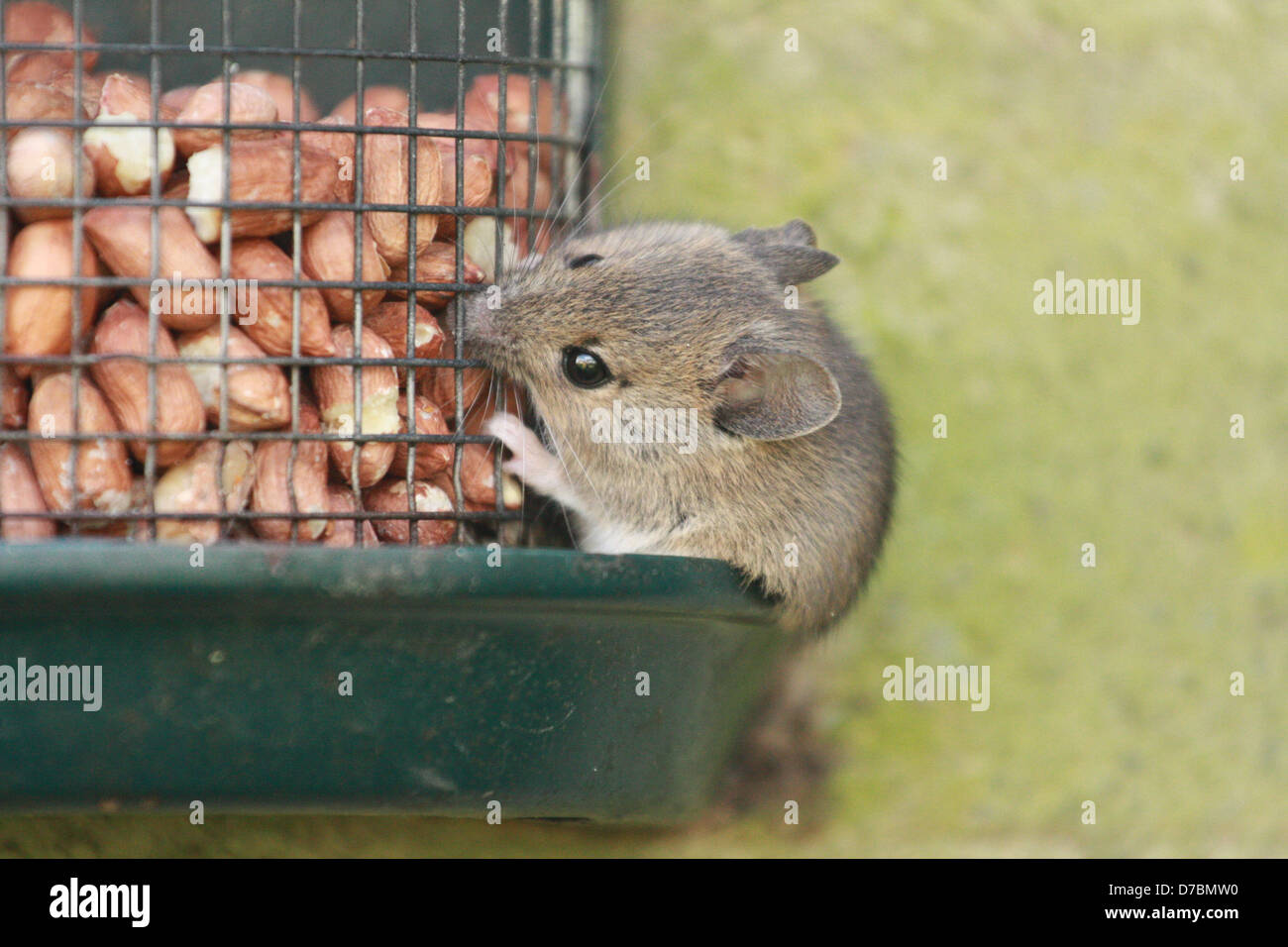 This wood mouse ventured out to make the most of the peanuts on my garden bird feeder. Stock Photo