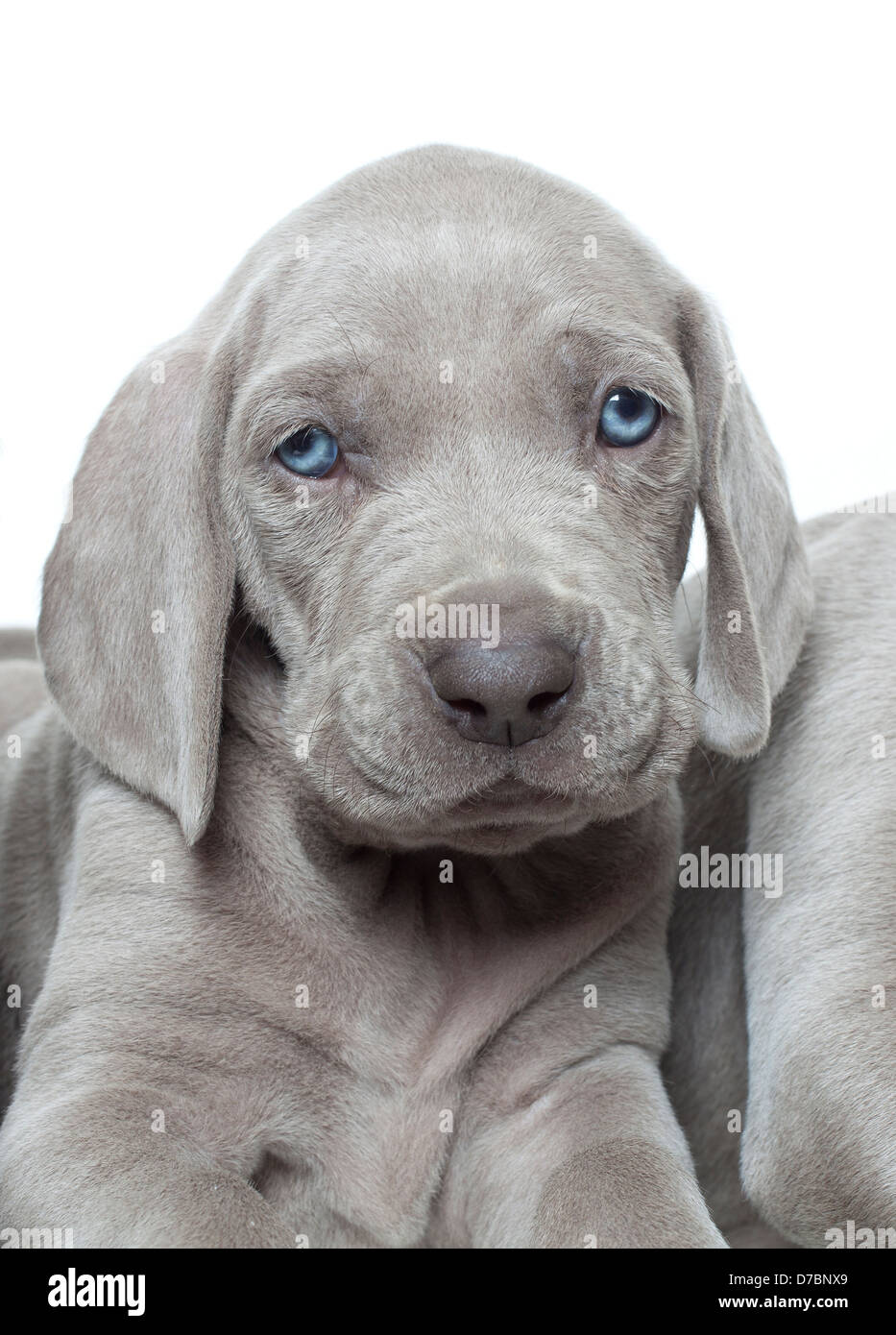Weimaraner puppy portrait Stock Photo