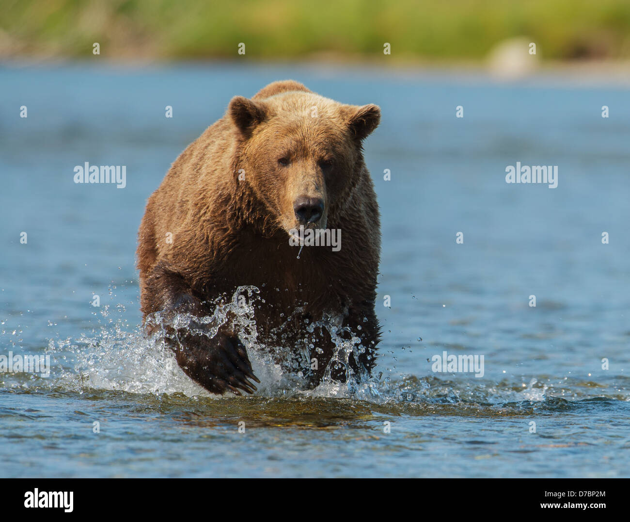A brown bear (ursus arctos) running in the water fishing for salmon;Alaska united states of america Stock Photo