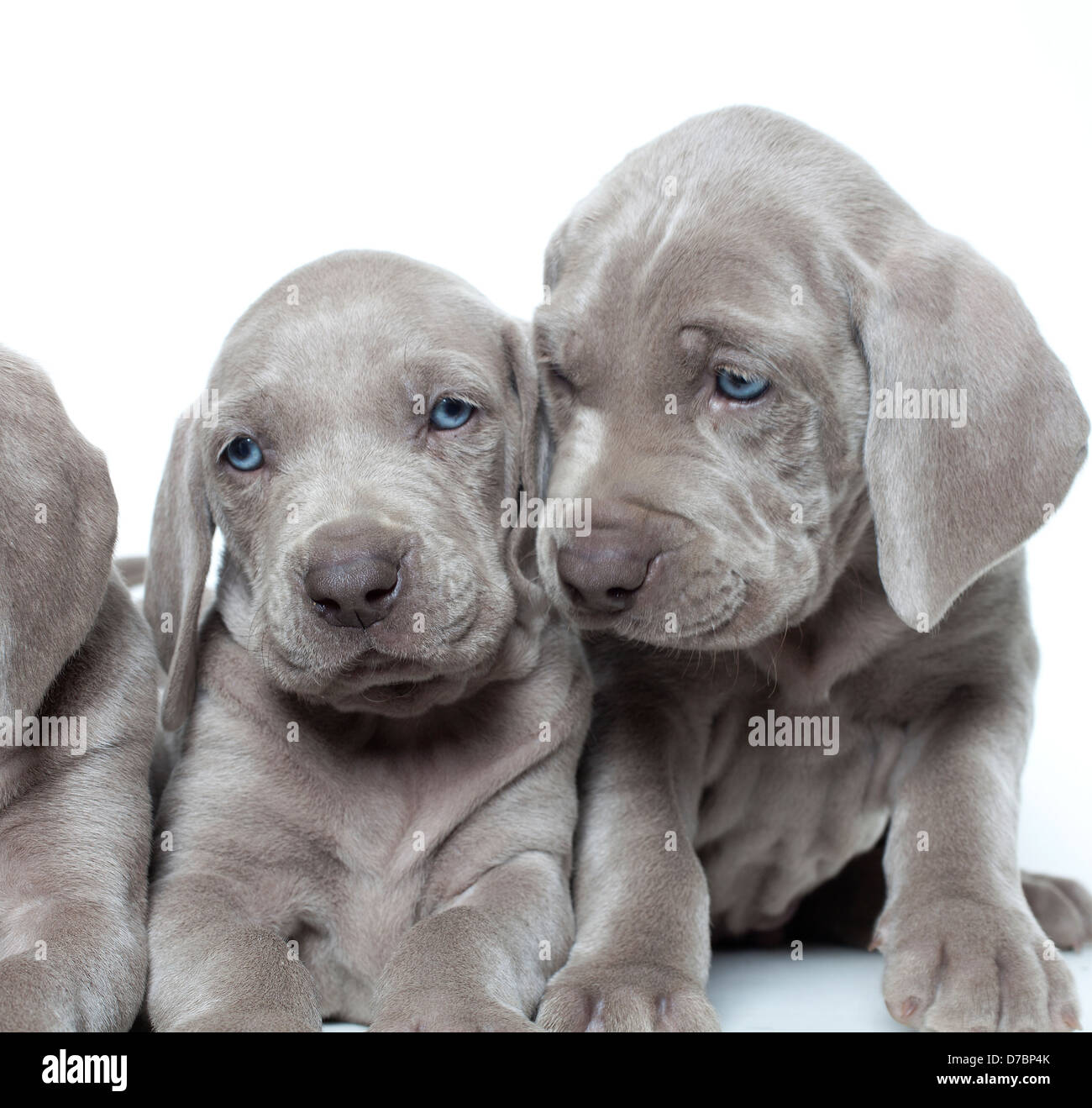 Cute weimaraner puppies Stock Photo