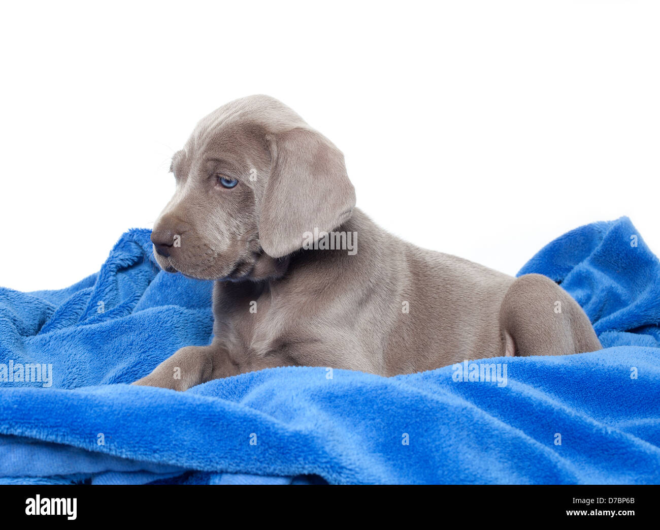 cute weimaraner puppy Stock Photo