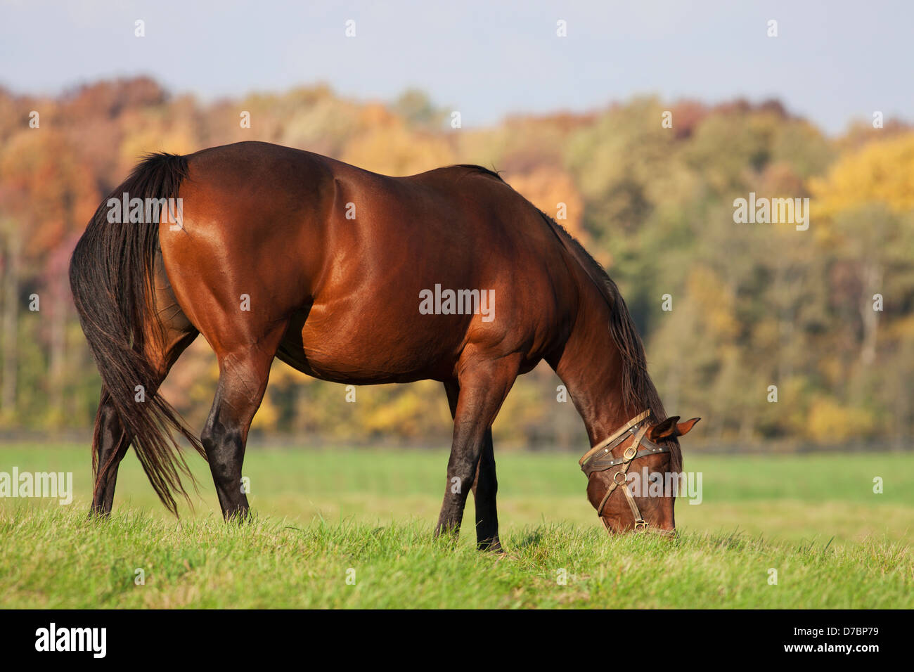 Horse Grazing In Farm Field In Autumn;Caledon Ontario Canada Stock Photo
