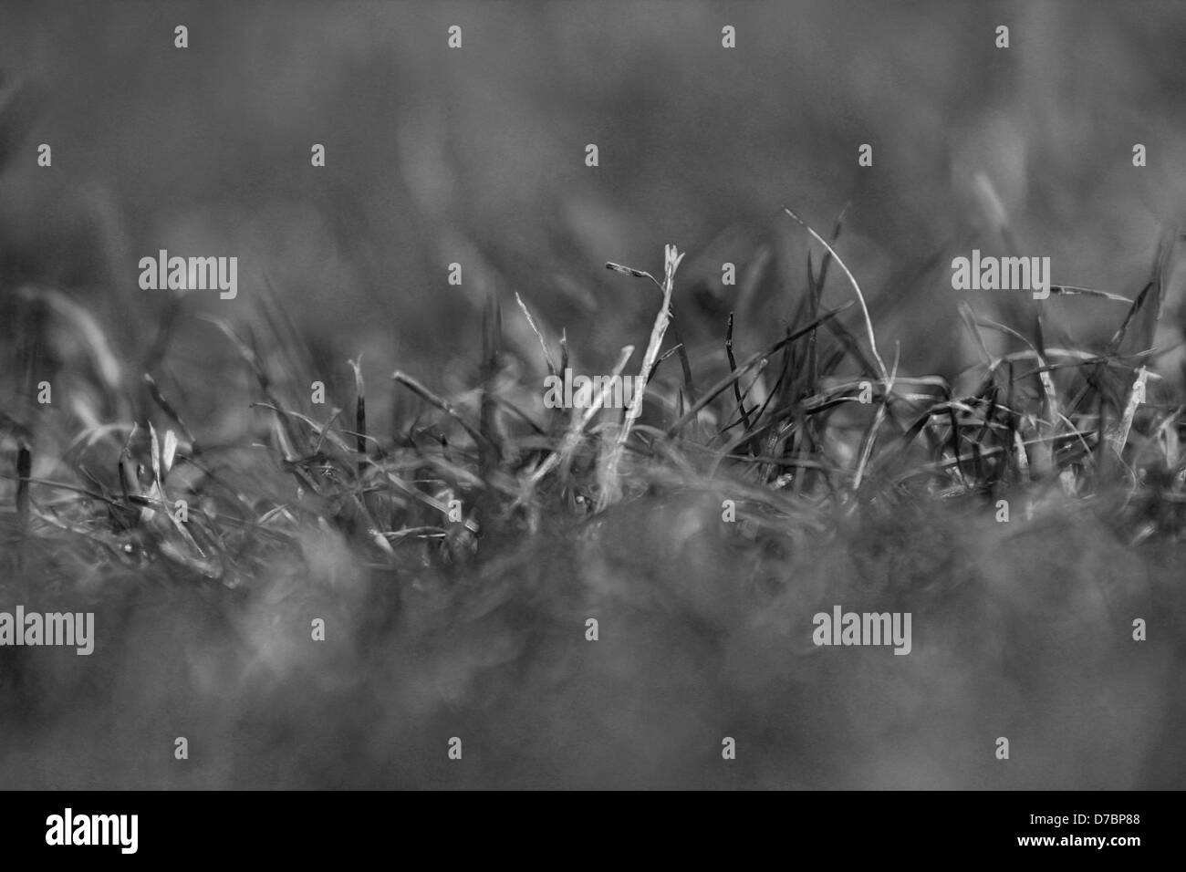 Grass and lawn Black and White Stock Photos & Images - Alamy